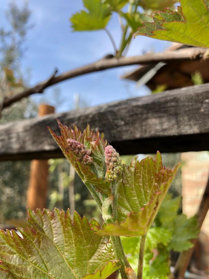 Agriturismo San Giusto Villa Sovicille Luaran gambar